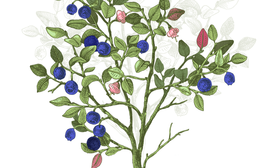 Blueberries